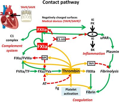 Contact pathway in surgical and transcatheter aortic valve replacement